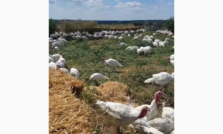 Індича тушка (Вільний вигул) продам опт роздріб - фото № 1
