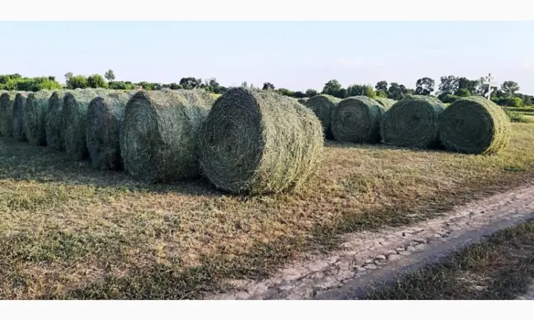 Продам суху солому в циліндричних тюках 150-260 кг - фото № 1