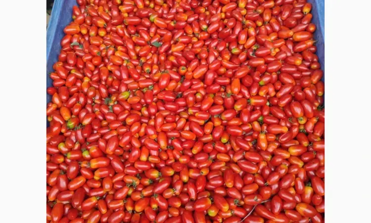 Продам коктейльный помидор - фото № 1