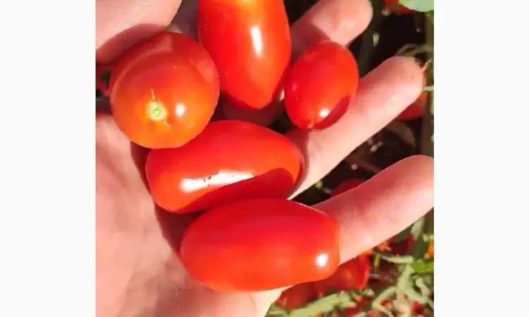 Продам коктейльный помидор - фото № 2