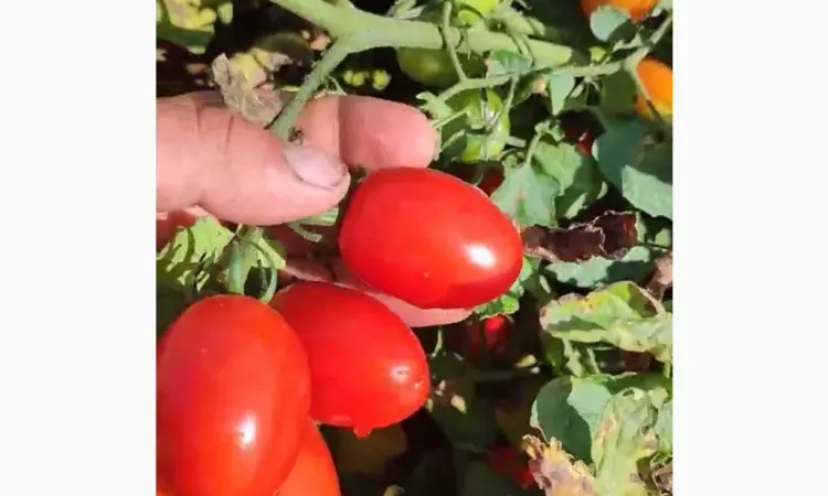 Продам коктейльный помидор - фото № 3