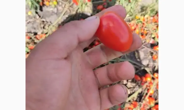 Продам коктейльный помидор - фото № 4