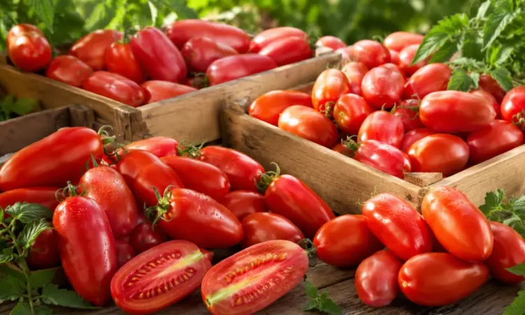 Продам помідори-сливки Брісколіно від виробника - 20 грн/кг - фото № 1