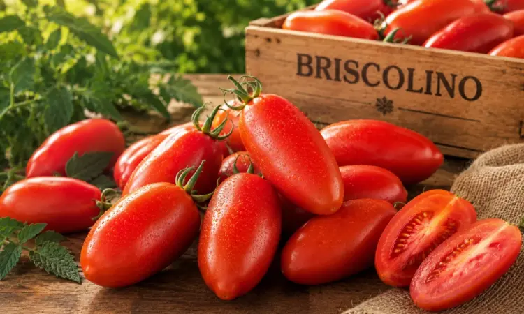 Продам помідори-сливки Брісколіно від виробника - 20 грн/кг - фото № 2