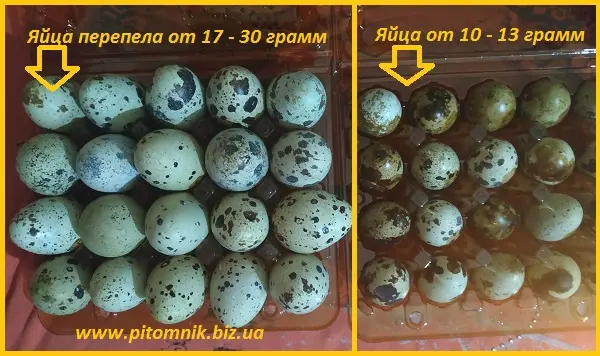 Яйца перепелиные BIO - премиум индоперепел - фото № 4