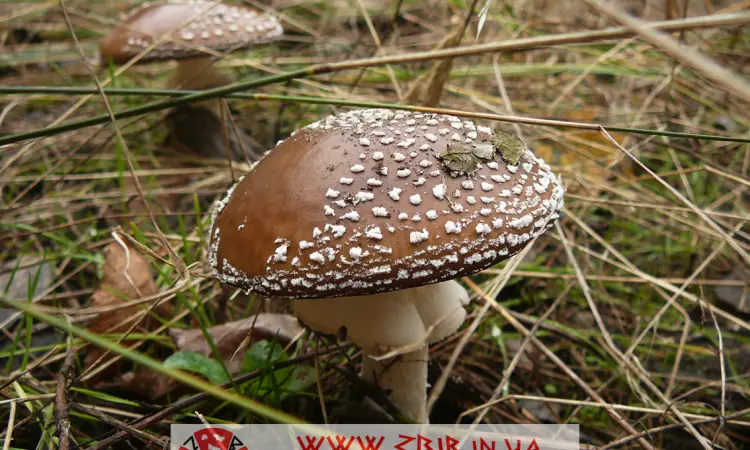 Мухомор Пантерний (Amanita Pantherina), сушений - фото № 3