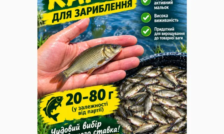 Продаж зарибка коропа - фото № 1