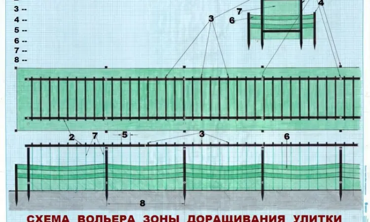 Улиточная ферма разведения виноградной улитки. Технология - фото № 5
