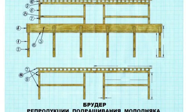 Улиточная ферма разведения виноградной улитки. Технология - фото № 7