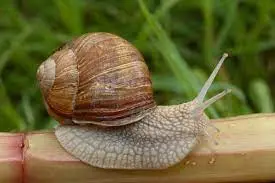 Куплю дикий виноградний равлик HELIX POMATIA - фото № 2