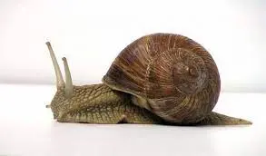 Куплю дикий виноградний равлик HELIX POMATIA - фото № 3