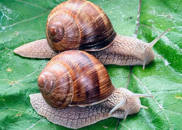 КУПУЄМО виноградного РАВЛИКА (Helix Pomatia) - по всій Україні - 2024 - фото № 1
