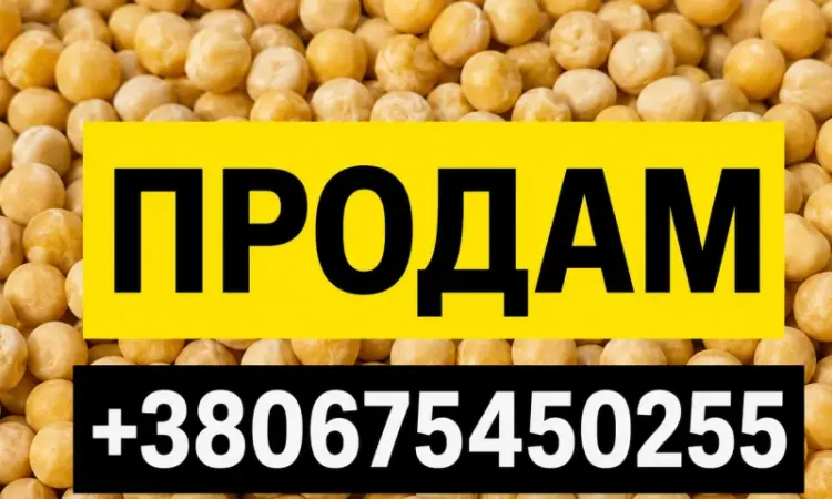 Продам горох жовтий - фото № 1