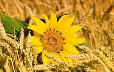 Купуємо зерновідходи та некондицію. Самовивіз - фото № 1