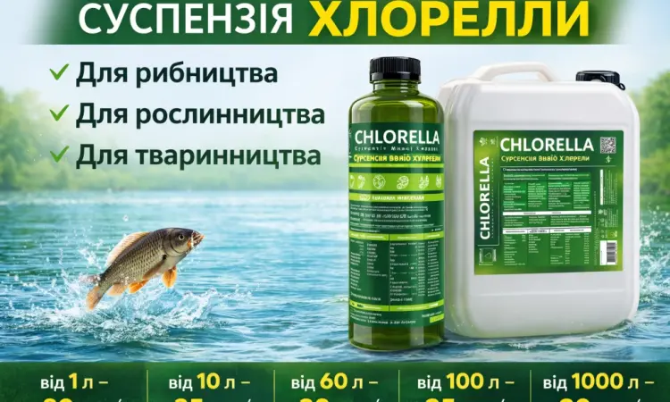 Суспензія Хлорелли від виробника. Живий планктонний штамм - фото № 1