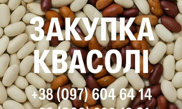 Закупівля квасолі оптовими партіями - фото № 1