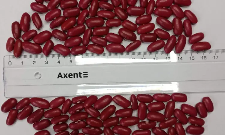 Продається посівний матеріал Квасолі Ред Кідні (Red Kidney Bean) - фото № 1