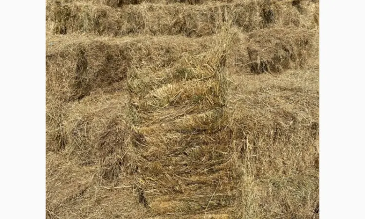 Продам сено в тюках - фото № 2