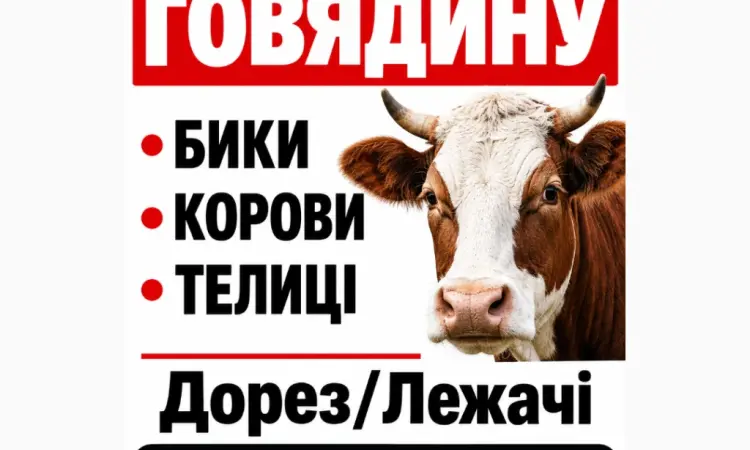 Куплю Говядину - фото № 1