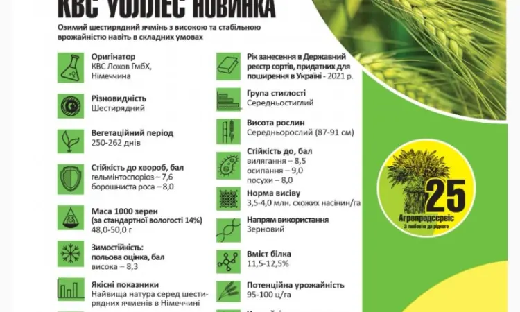Продам семена озимого Ячменя сорт КВС УОЛЛЕС - фото № 1