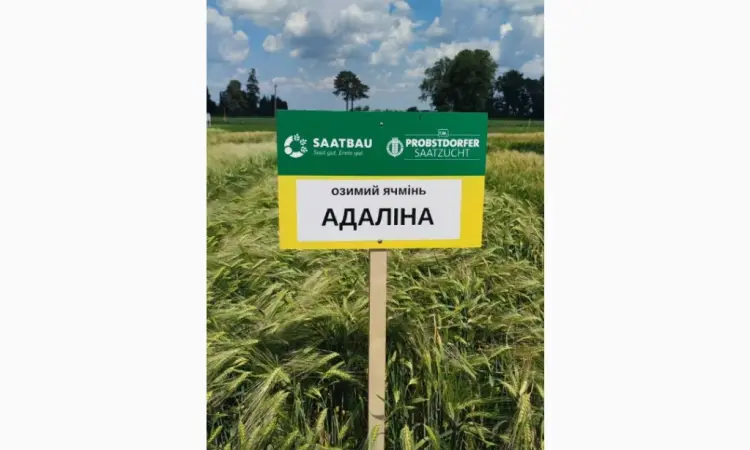 Озимый ячмень Адалина - фото № 1