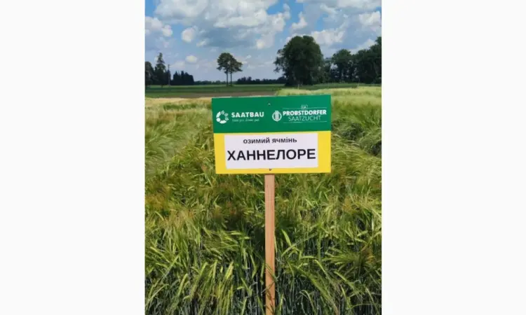 Озимий ячмінь Ханнелоре - фото № 1