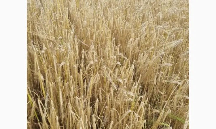 Продам насіння озимого ячменю ХАННЕЛОРЕ - фото № 2