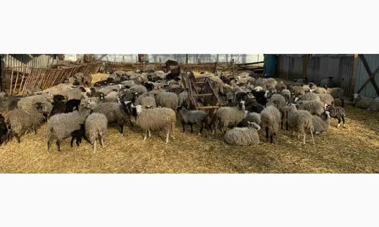 Продам вівці Романовської породи від виробника. Тільки від 100 голов - фото № 1