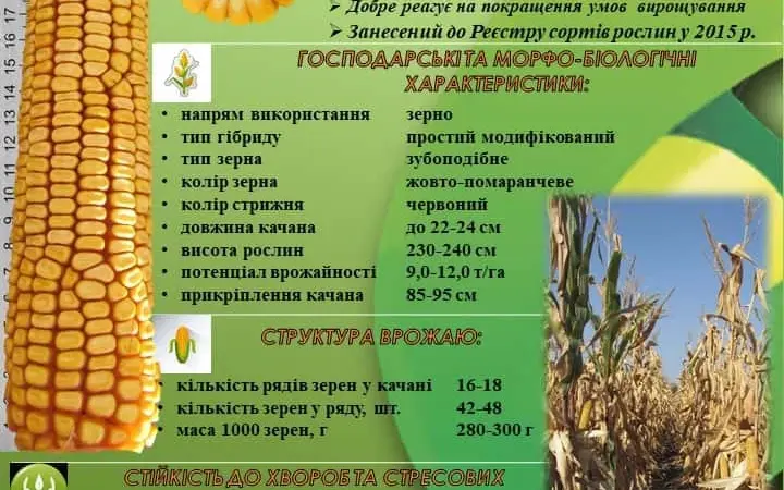 Насіння кукурудзи ДБ Хотин ФАО 280. ВІД ВИРОБНИКА. - фото № 2