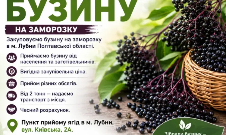 Закуповуємо бузину на заморозку - фото № 1