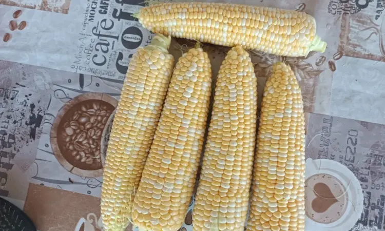 Продам сахарная кукуруза Ракель - фото № 1