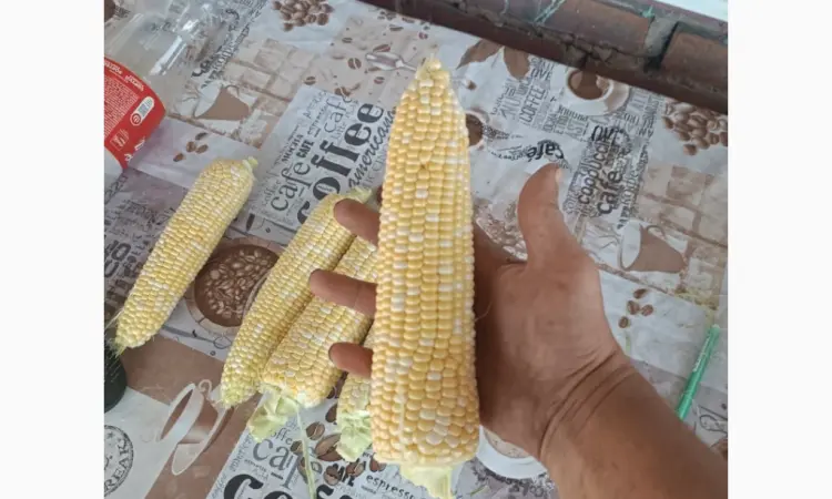 Продам сахарная кукуруза Ракель - фото № 2