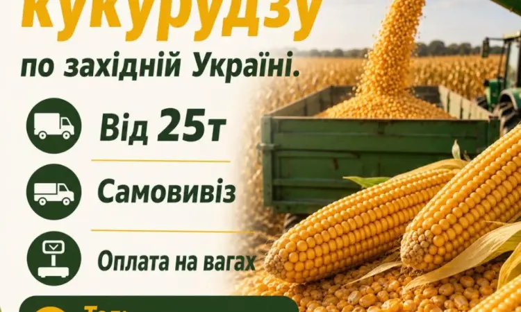 Куплю кукурудзу на постійній основі - фото № 1