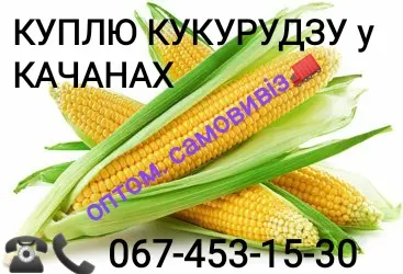 Куплю кукурузу Ракель оптом - фото № 1