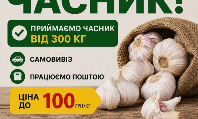 Закуповуємо часник від 1 тони - фото № 1