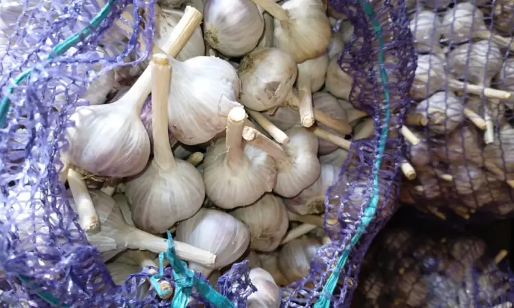 Продам часник Любаша з однозубки 1репродукції - фото № 2