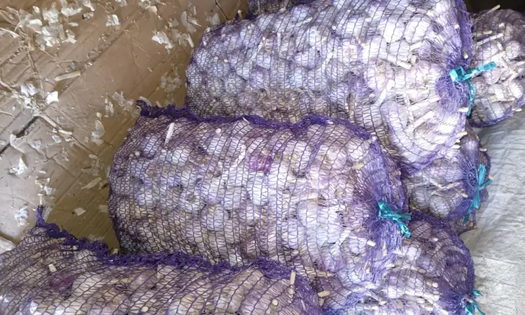 Продам часник Любаша з однозубки 1репродукції - фото № 3