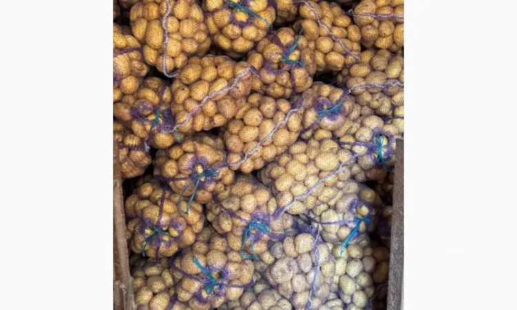 Продам картоплю Рівʼєра - фото № 4