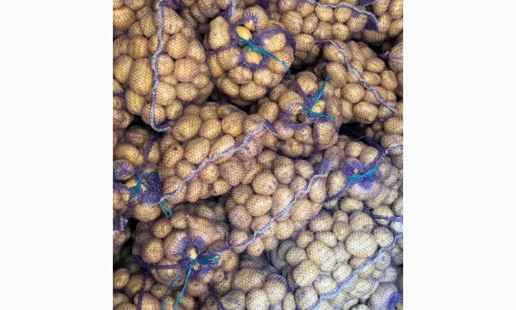 Продам картоплю Рівʼєра - фото № 5