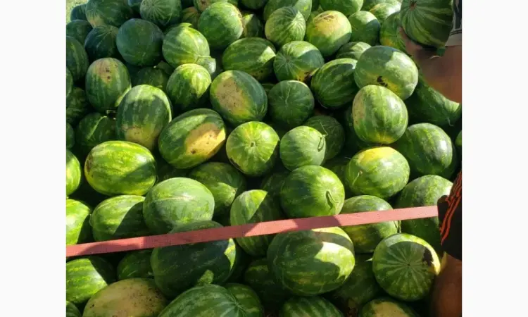 Продам кавун ПРОДУСЄР спілий та солодкий - фото № 3