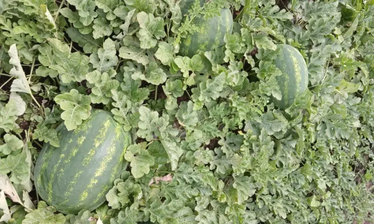Продам кавун ПРОДУСЄР спілий та солодкий - фото № 4