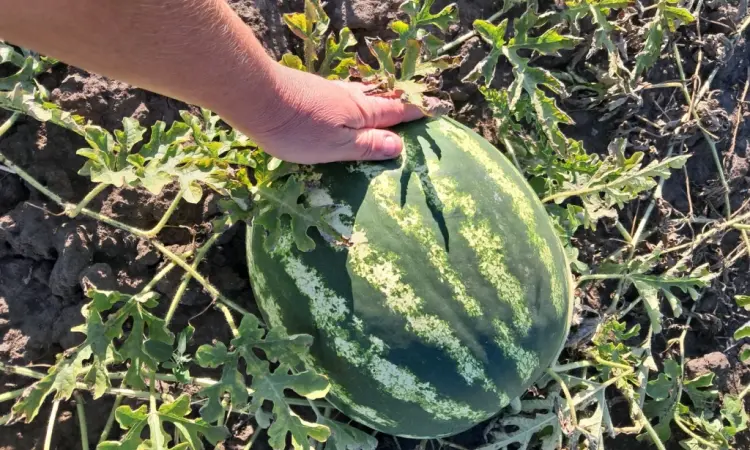 Продам кавун - фото № 1