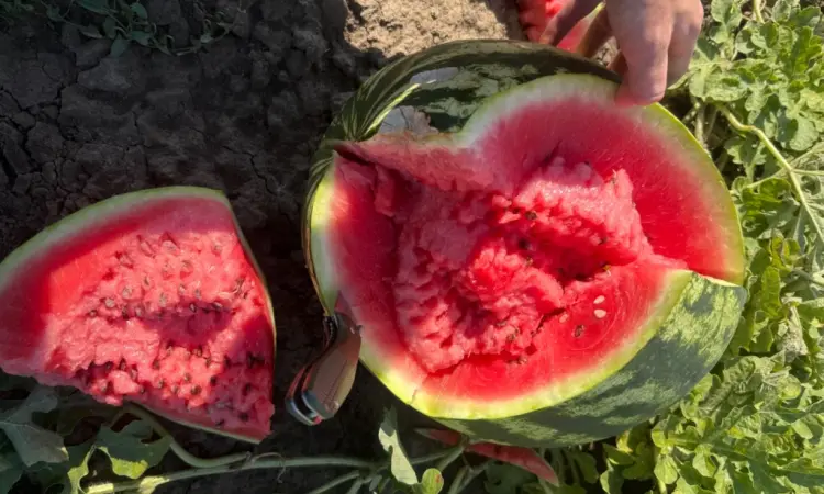 Продам Кавун - фото № 2