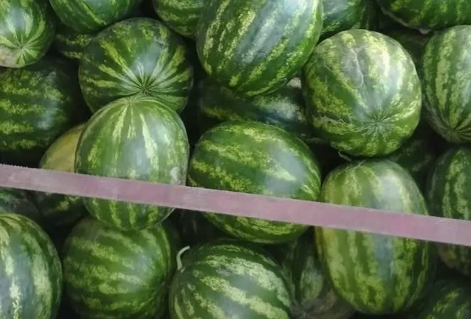 Продам кавун прямо з поля різні сорти - фото № 1
