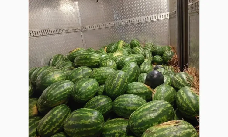 Продам кавун з поля - фото № 1