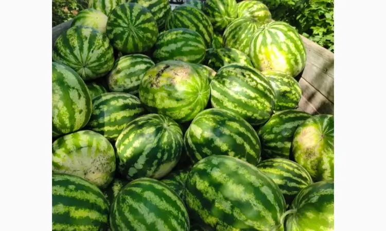 Продам кавун - фото № 3
