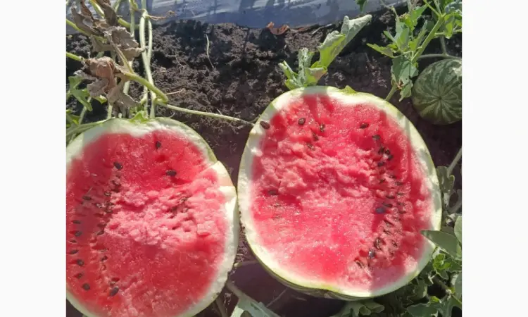 Продам кавун - фото № 1