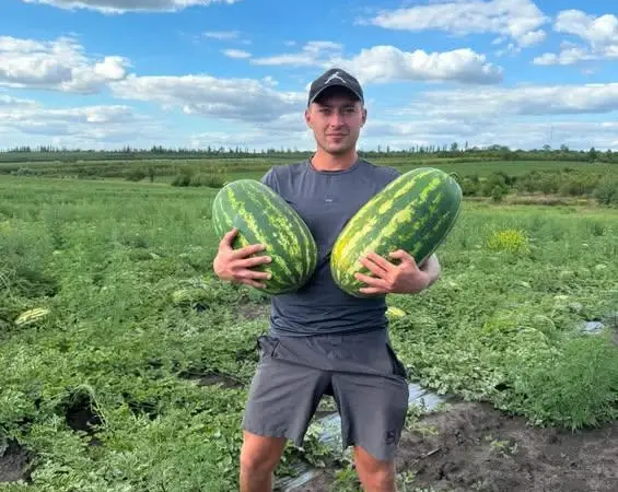 Продам кавун - фото № 2