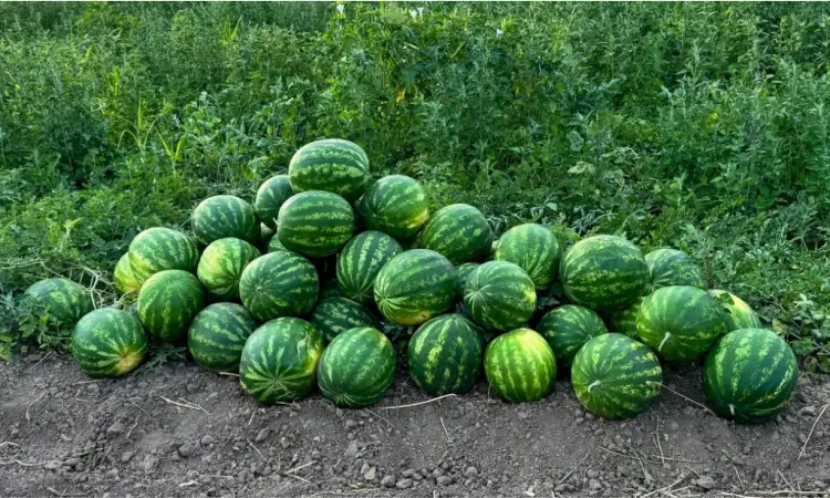 Продам кавун - фото № 2