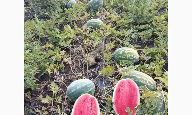 Продам кавун Талісман та Атаман - фото № 1